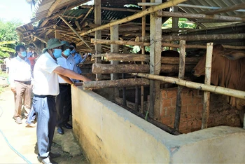 Ngành chức năng tỉnh Quảng Ngãi kiểm tra công tác phòng, chống dịch viêm da nổi cục ở trâu, bò tại huyện Nghĩa Hành. 
