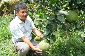 Trồng bưởi mang lại hiệu quả kinh tế cho gia đình anh Lê Thành Thái, xã Phú Hữu, huyện Long Phú (Sóc Trăng).
