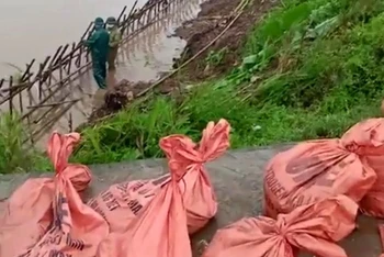 Lực lượng hộ đê huyện Tiền Hải xử lý tuyến đê trên sông Hồng bị sạt trượt do mưa lớn.