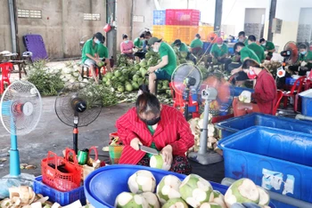 Doanh nghiệp chế biến dừa tại TP Bến Tre phục hồi sản xuất sau thời gian giãn cách xã hội.