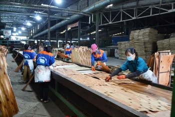 Công nhân đưa nguyên liệu ván bóc từ gỗ rừng trồng vào dây chuyền sản xuất ván dán xuất khẩu ở Nhà máy ván dán Bảo Yên.