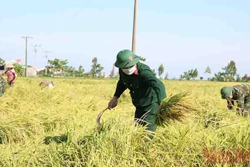 Cán bộ, chiến sĩ Ban chỉ huy Quân sự huyện Kiến Xương (tỉnh Thái Bình) xuống đồng gặt lúa giúp dân.