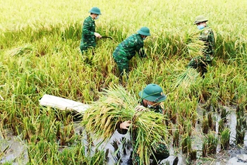 Bộ đội Biên phòng Nghệ An gặt lúa giúp dân chạy mưa bão số 5.