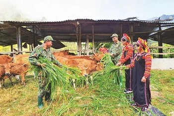 Bộ đội Biên phòng tỉnh Lai Châu hướng dẫn đồng bào La Hủ kỹ thuật chăn nuôi bò. (Nguồn: Báo Dân tộc và Phát triển)