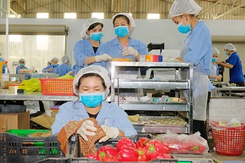 Công nhân Công ty TNHH Sản xuất thương mại nông sản Phong Thúy (Lâm Ðồng) sơ chế trái cây xuất khẩu. Ảnh minh họa: QUANG HIẾU