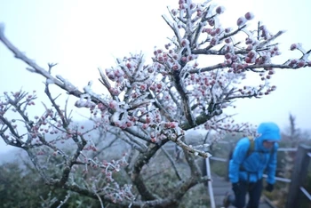 Sương giá xuất hiện ở núi Halla trên đảo Jeju, Hàn Quốc khi nhiệt độ giảm xuống gần 0 độ C trong sáng 17/10. (Ảnh: Yonhap)