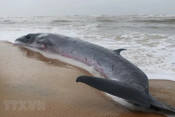 Con cá voi nặng khoảng 3 tấn, dài 10 m đã bị mắc cạn vào bờ ở cửa biển Tư Hiền.