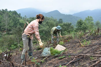 Người dân xã Vân Tùng, huyện Ngân Sơn trồng rừng mới với giống cây thông. 