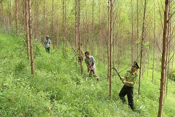 Chăm sóc rừng nguyên liệu gỗ keo tại xã Đồng Vương, huyện Yên Thế (Bắc Giang). Ảnh: VŨ SINH