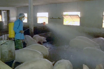 Người dân phun khử khuẩn chuồng chăn nuôi phòng, chống dịch tả lợn châu Phi.