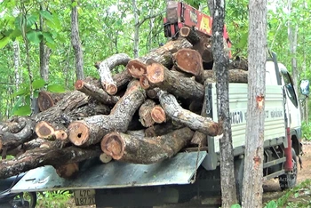 Xe vận chuyển gỗ tại khu vực rừng bị khai thác trái phép được bà Lê Thị Tuyến Vân ghi lại.