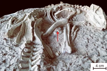 Bộ xương gần như hoàn chỉnh của một loại khủng long ăn thịt được tìm thấy ở tỉnh Liêu Ninh, Trung Quốc. (Ảnh minh họa. Nguồn: sci-news.com)