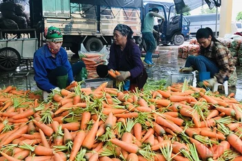 Thu hoạch cà rốt ở xã Nhân Huệ, thành phố Chí Linh, tỉnh Hải Dương.