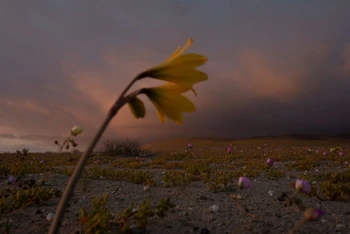 Hình ảnh hoa nở vào mùa xuân trên sa mạc khô hạn nhất trên thế giới gần Copiapo, Chile, ngày 14/10. Ảnh: Reuters.