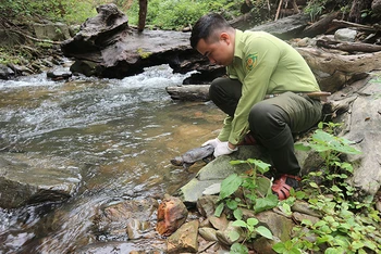 Cán bộ Vườn quốc gia Cúc Phương thả rùa đầu to về tự nhiên.Ảnh: ATP