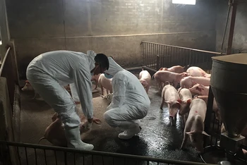 Lực lượng thú y ở Thái Bình tiêu hủy lợn mắc bệnh dịch tả lợn châu Phi.