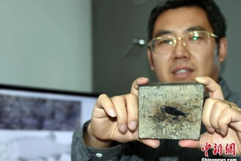 Nhà nghiên cứu Từ Quang Huy và mảnh hóa thạch cá sứt môi vảy sườn. (Ảnh: Chinanews)