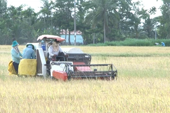 Nhân dân tỉnh Sóc Trăng thu hoạch lúa cao sản tại cánh đồng lớn.