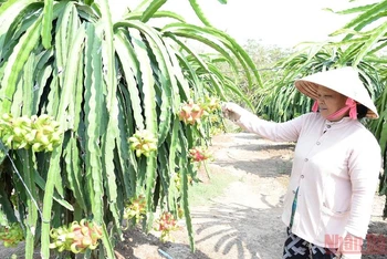 Bà con nông dân tỉnh Tiền Giang chăm sóc cây thanh long. 