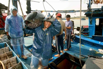 Vận chuyển cá ngừ đại dương tại cảng cá Tam Quan, thị trấn Tam Quan Bắc, thị xã Hoài Nhơn, tỉnh Bình Định. (Ảnh: Vũ Sinh/TTXVN)