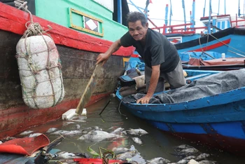 Cá mú chết trôi dạt đầy sông Lễ Thịnh, thuộc thôn Phú Lương, xã An Ninh Đông, huyện Tuy An, Phú Yên.