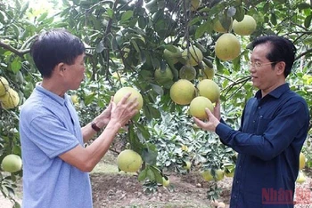 Nông dân xã Đồng Thanh, huyện Kim Động trồng cam, bưởi cho thu nhập từ 250 triệu đồng đến 350 triệu đồng/ ha/ năm. (Ảnh: HÀ GIANG)