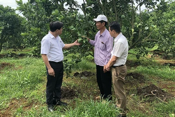 Mô hình trồng cây ăn quả mang lại thu nhập cao ở Sơn La.