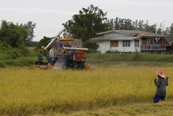 Một người nông dân đang cấy lúa trên cánh đồng ở tỉnh Nakhonsawan. (Ảnh: Reuters)