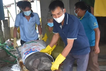 Lực lượng chức năng xã Thanh Yên, huyện Điện Biên (tỉnh Điện Biên) tiêu hủy lợn bị mắc bệnh dịch tả lợn châu Phi tại địa bàn.