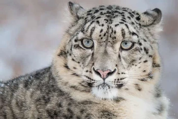 Một con báo tuyết được nhìn thấy trong tự nhiên. Ảnh: WWF.