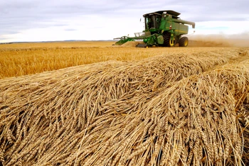 Thu hoạch lúa mì. (Ảnh: Reuters)