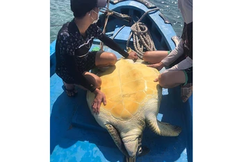 Cá thể rùa biển quý hiếm được ngư dân Phú Quý chở ra cách bờ khoảng 5 hải lý thả về đại dương.
