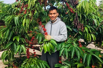 Bước vào thu hoạch cà-phê niên vụ 2021-2022 giá cà-phê tăng cao nên người trồng cà-phê ở Đắk Lắk hết sức phấn khởi.