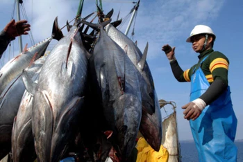 Tỉnh Phú Yên vừa ký hợp tác với Tập đoàn Kiyomura - "vua cá ngừ" Nhật Bản, việc hợp tác lần này mở ra nhiều triển vọng cho nghề khai thác cá ngừ đại dương. 