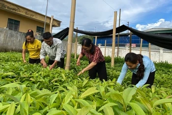 Cán bộ Ban Quản lý rừng phòng hộ huyện Tuần Giáo kiểm tra chất lượng cây giống tại vườn ươm.