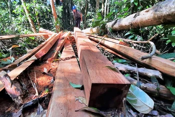 Nhiều khu rừng ở huyện Bắc Trà My bị chặt phá.