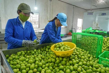 Công nhân Công ty TNHH Sản xuất, thương mại, dịch vụ Ba Mọi, huyện Ninh Phước (Ninh Thuận) phân loại, chọn quy cách quả táo trồng theo hướng VietGap sau thu hoạch để cung ứng cho thị trường trên cả nước. 