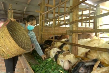 Chị Phạm Thị Mỳ chăm sóc đàn dê đã quá kỳ xuất bán 5 tháng.