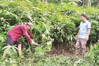 Mô hình trồng cây sa nhân dưới tán rừng tại xã Chà Nưa, huyện Nậm Pồ (Điện Biên) đem lại hiệu quả kinh tế cho người dân. (Ảnh: baodantoc.vn)