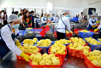 Nhà máy chế biến dứa hộp xuất khẩu ở huyện vùng cao Mường Khương, góp phần tạo việc làm và thu nhập ổn định cho nhiều lao động ở địa phương. 
