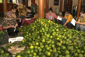 Người dân xã Vĩnh Phúc, huyện Bắc Quang (Hà Giang) đóng gói cam đưa đi tiêu thụ. Ảnh: KHÁNH TOÀN 