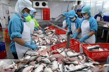 Kim ngạch xuất khẩu cá tra tính đến 15/11 đạt 1,3 tỷ USD, tăng 1,3% so với cùng kỳ năm 2020. (Ảnh: VŨ SINH - TTXVN)
