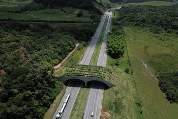 Một cây cầu sinh thái trên đường cao tốc liên bang ở Silva Jardim, thuộc bang Rio de Janeiro, Brazil, đóng vai trò như một hành lang di chuyển cho khỉ sư tử vàng Tamarin. Ảnh: Reuters.