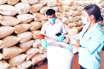 Kiểm tra chất lượng sản phẩm hồ tiêu hữu cơ trước khi đóng gói xuất khẩu tại Hợp tác xã nông nghiệp-thương mại-dịch vụ hữu cơ Hoàng Nguyên ở xã Thuận Hà (Đắk Song, Đắk Nông).