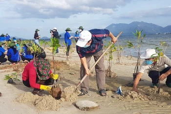 Các lực lượng tham gia trồng cây đước tại xã Cam Thành Bắc, huyện Cam Lâm, tỉnh Khánh Hòa. (Ảnh: VĨNH THÀNH)