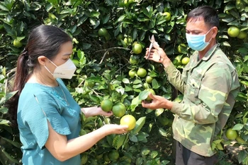 Cán bộ nông nghiệp xã Vĩnh Hảo, huyện Bắc Quang hướng dẫn người dân chăm sóc cam.