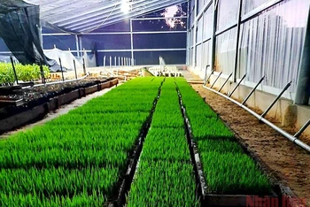 Giống ST25 được Sepon Group chuẩn bị sản xuất lúa hữu cơ.
