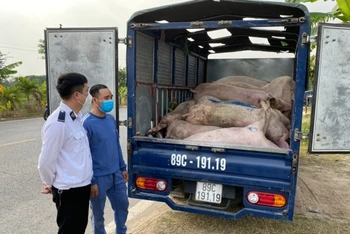 Xử lý xe ô-tô chở 27 con lợn thịt đã chết ở Thái Bình.
