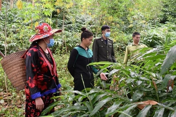 Cán bộ kiểm lâm huyện Mường Nhé hướng dẫn người dân thực hiện mô hình trồng sa nhân dưới tán rừng.