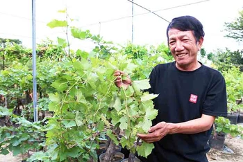 Ông Đỗ Văn Thu, thành viên Hợp tác xã nho A8, xã Phước Thuận, huyện Ninh Phước, tỉnh Ninh Thuận tạo thế cho cây nho kiểng khi đưa vào chậu và sinh trưởng ổn định, đang thời kỳ đơm hoa kết quả.